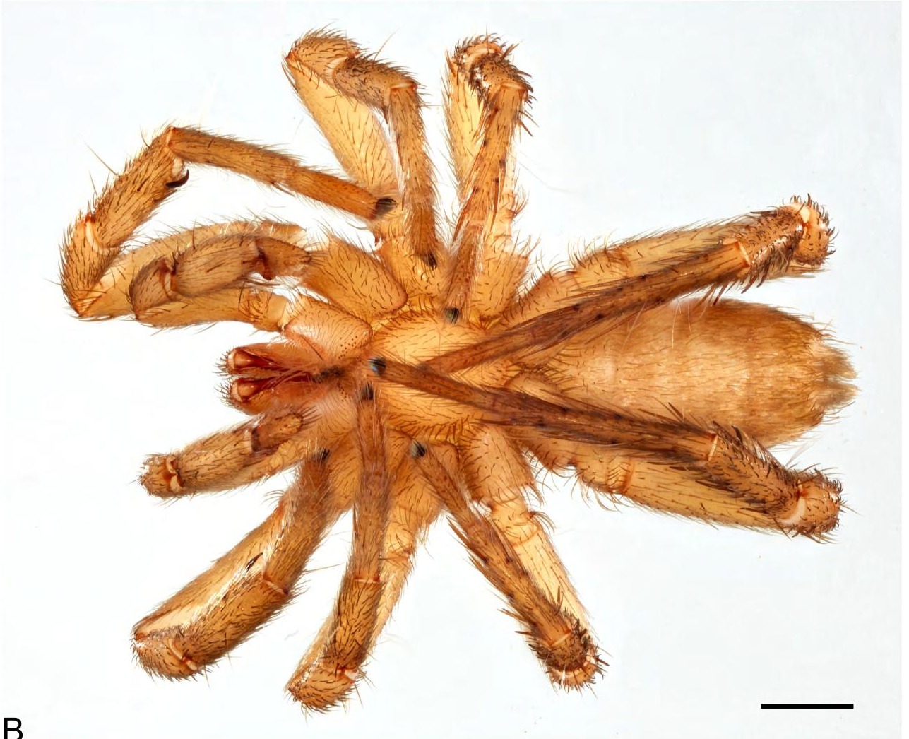 Underside