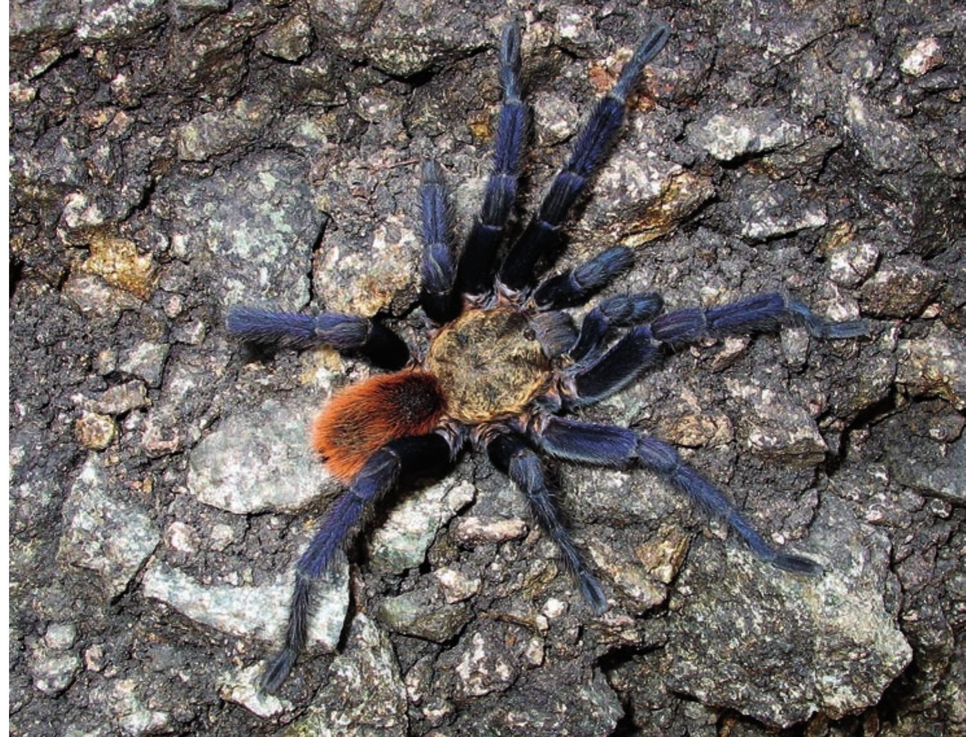 Male