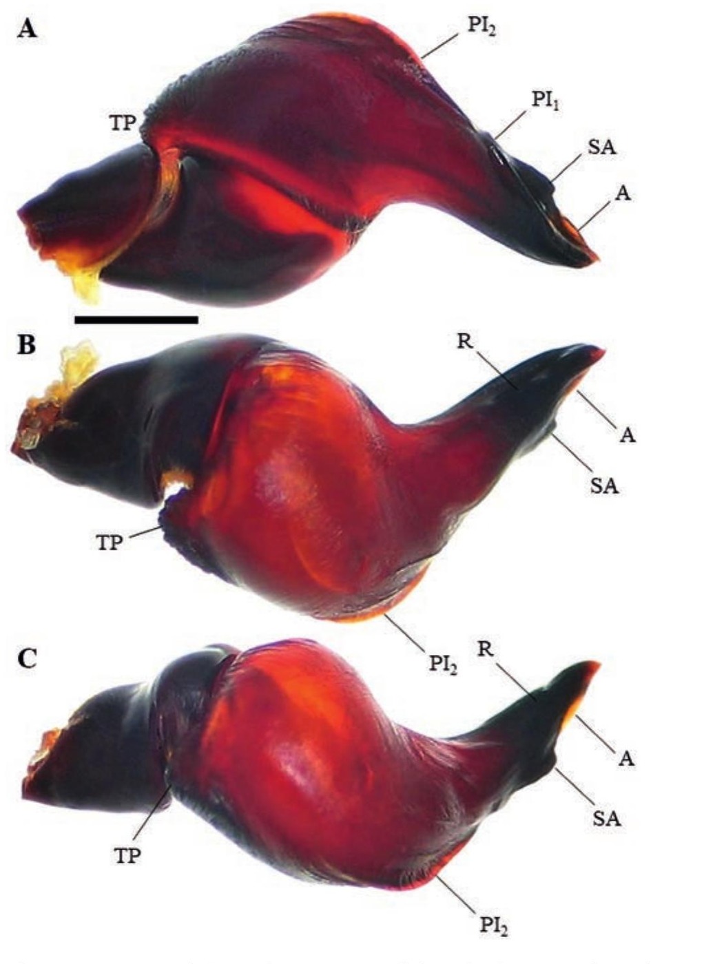Male palp