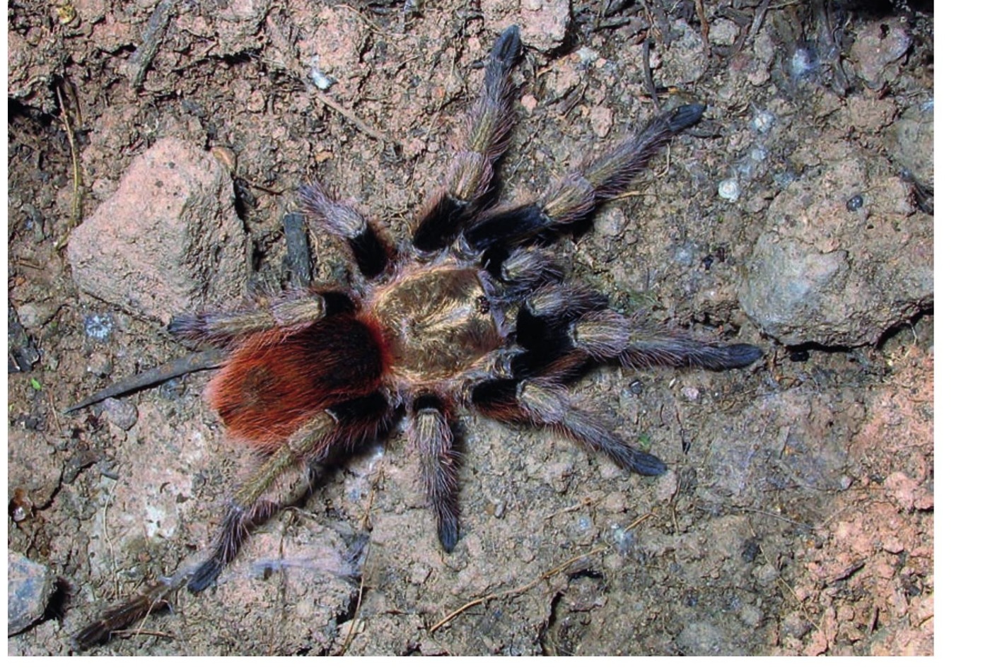 Female