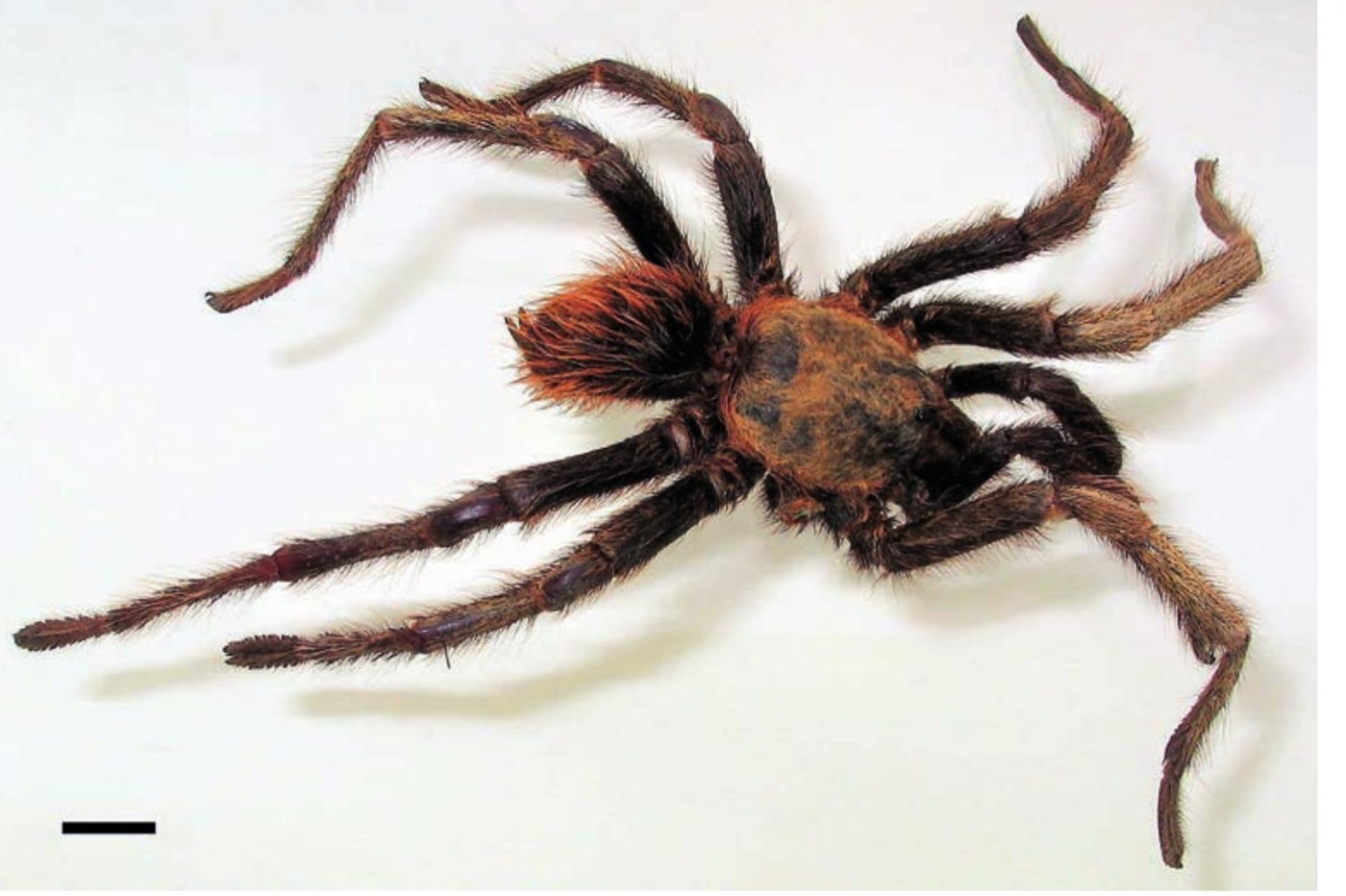 Male
