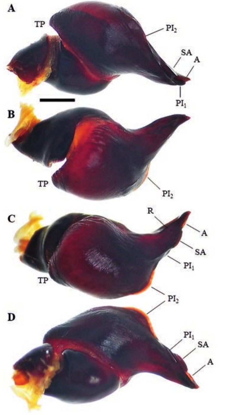 Male palp