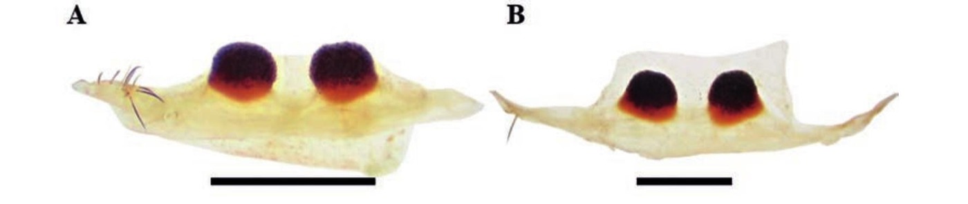 Spermathecae