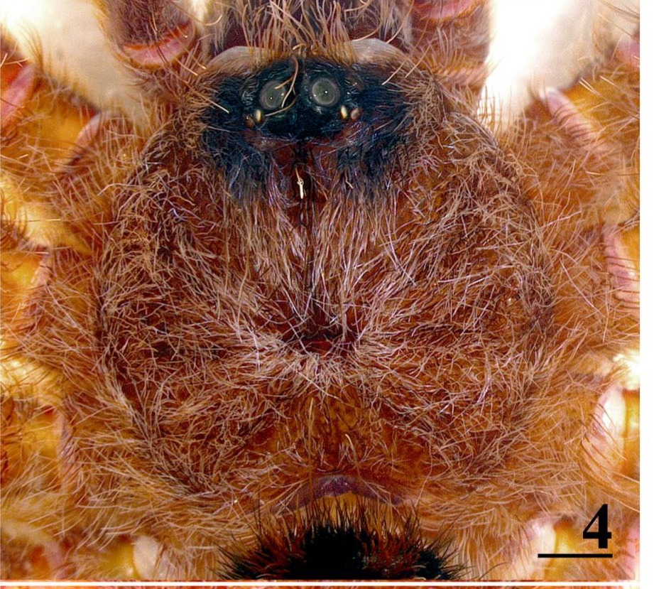 Carapace