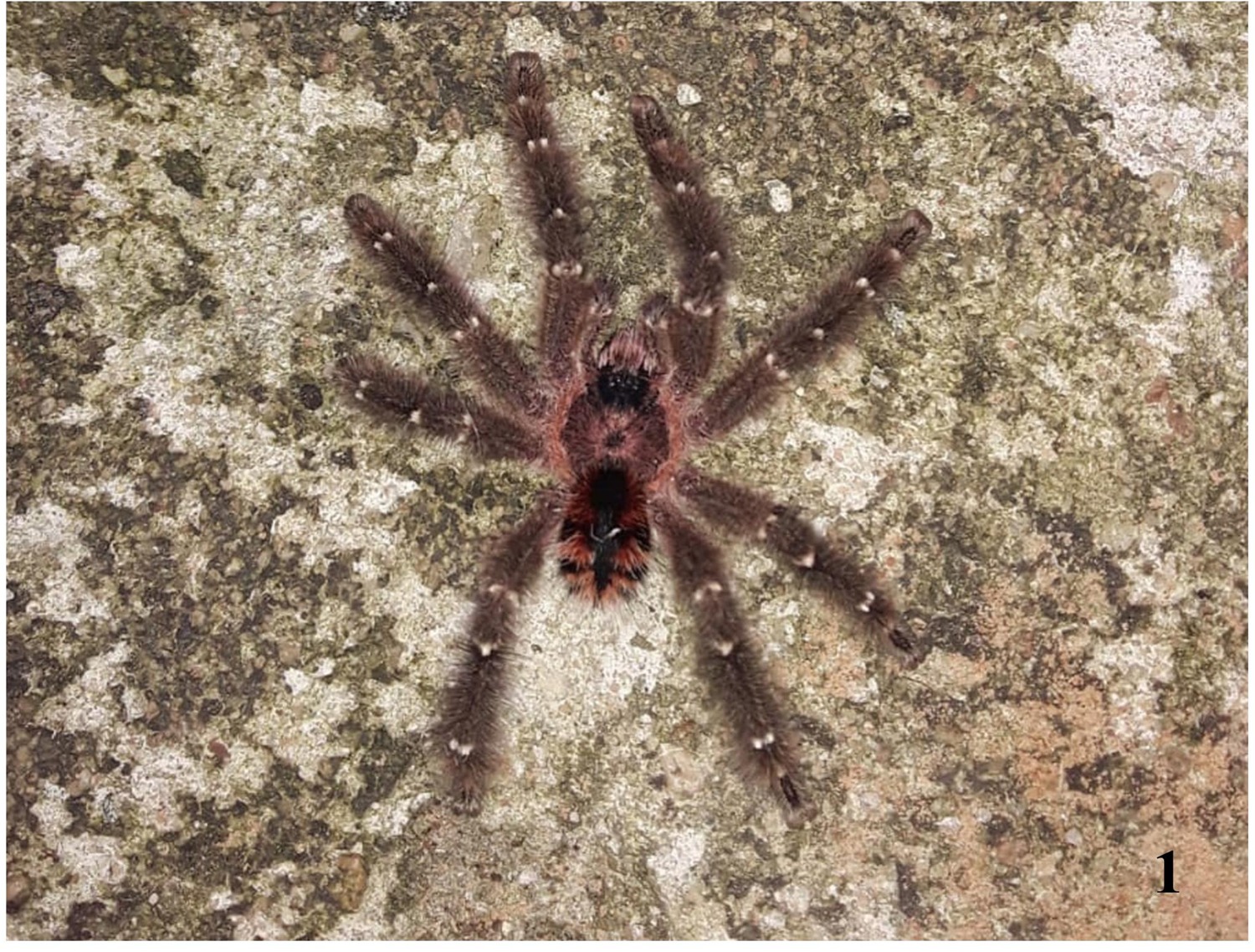 Live specimen