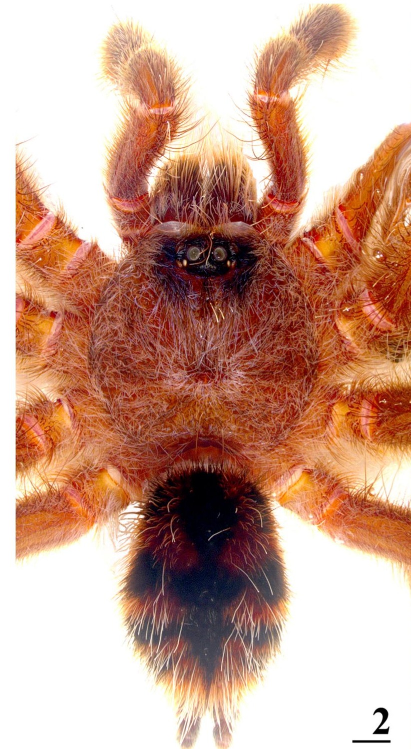 Male