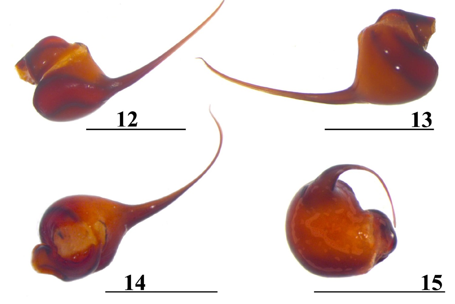 Male palp