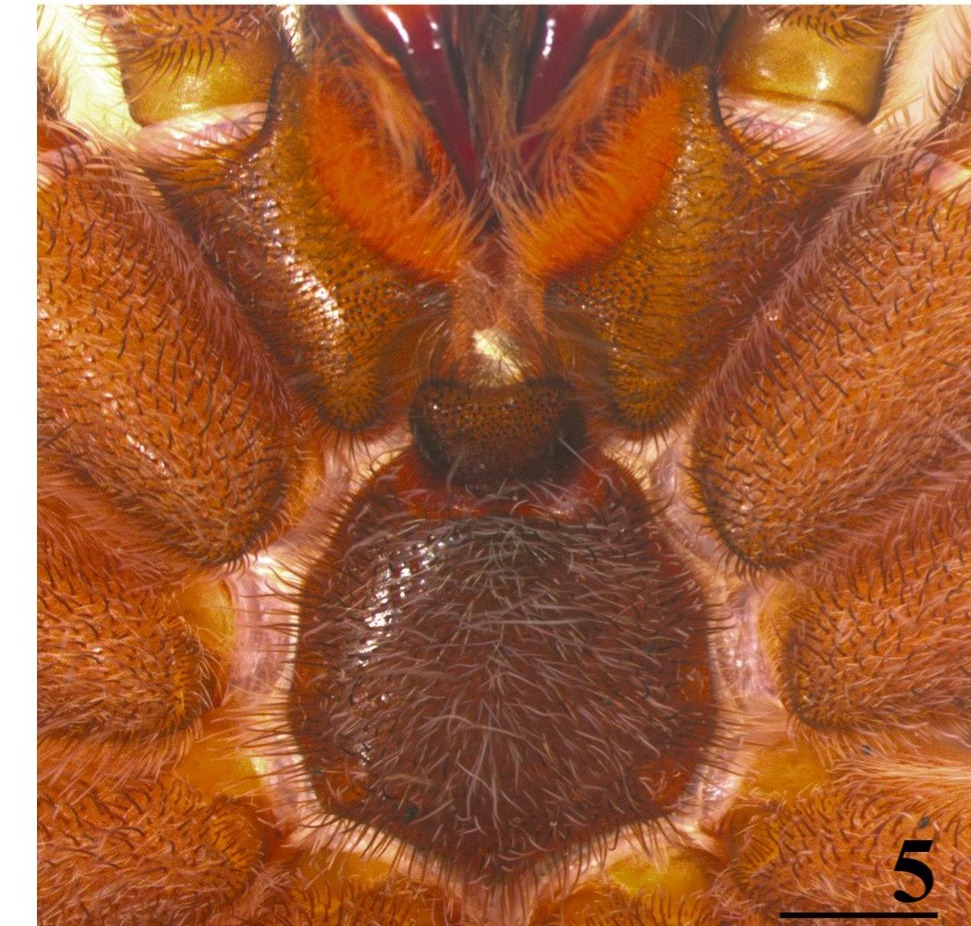 Underside