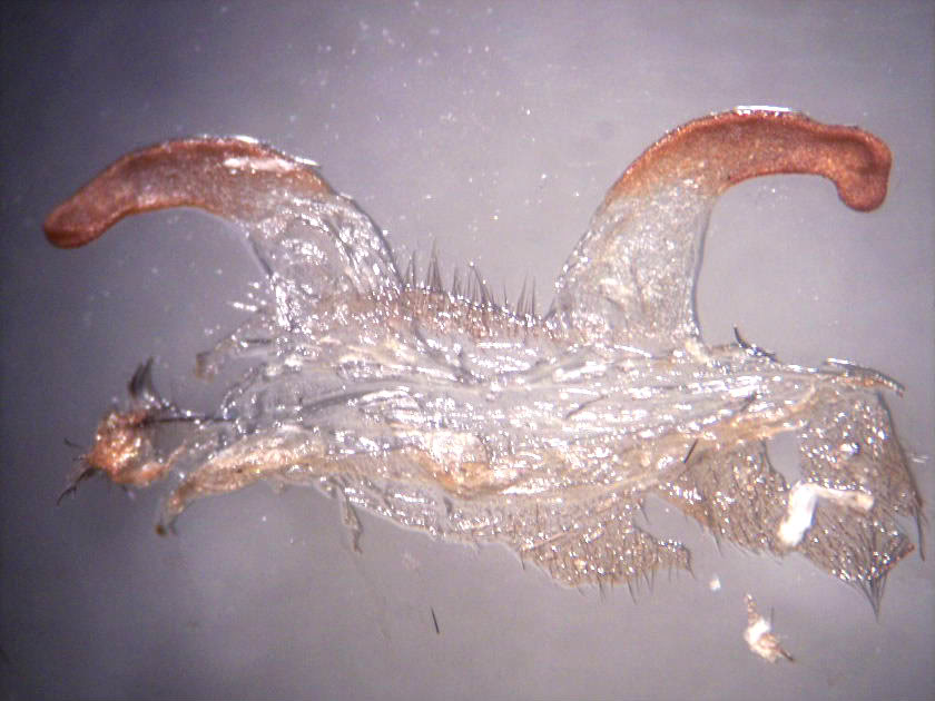 Spermathecae