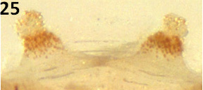 Spermathecae