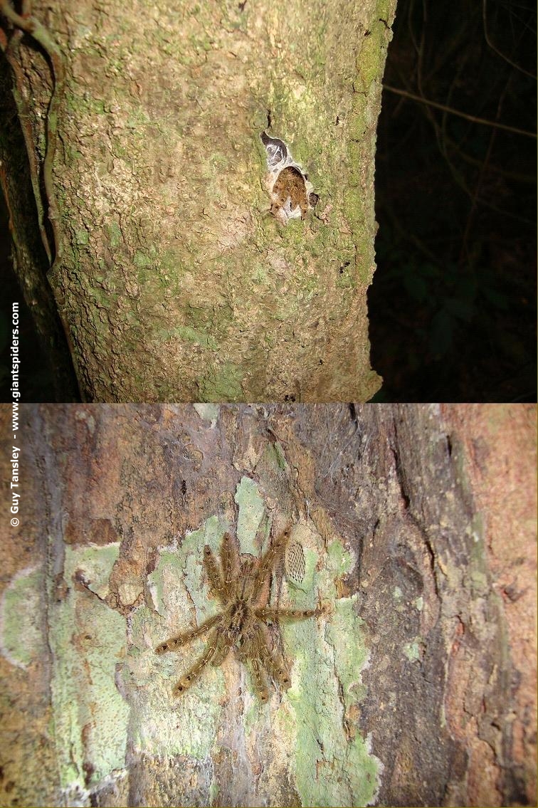 Habitat