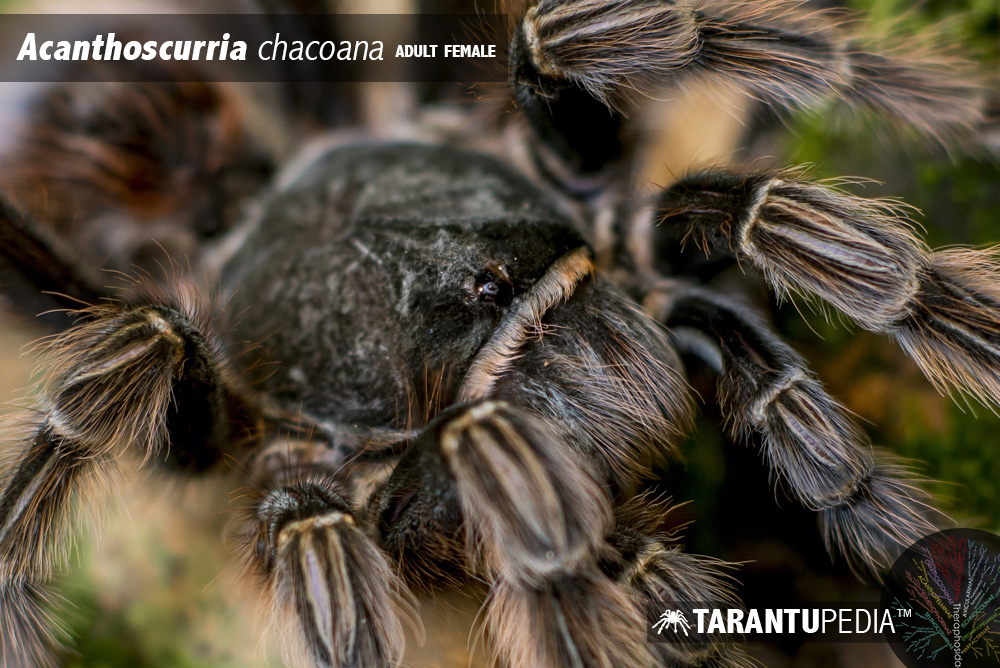 Acanthoscurria chacoana