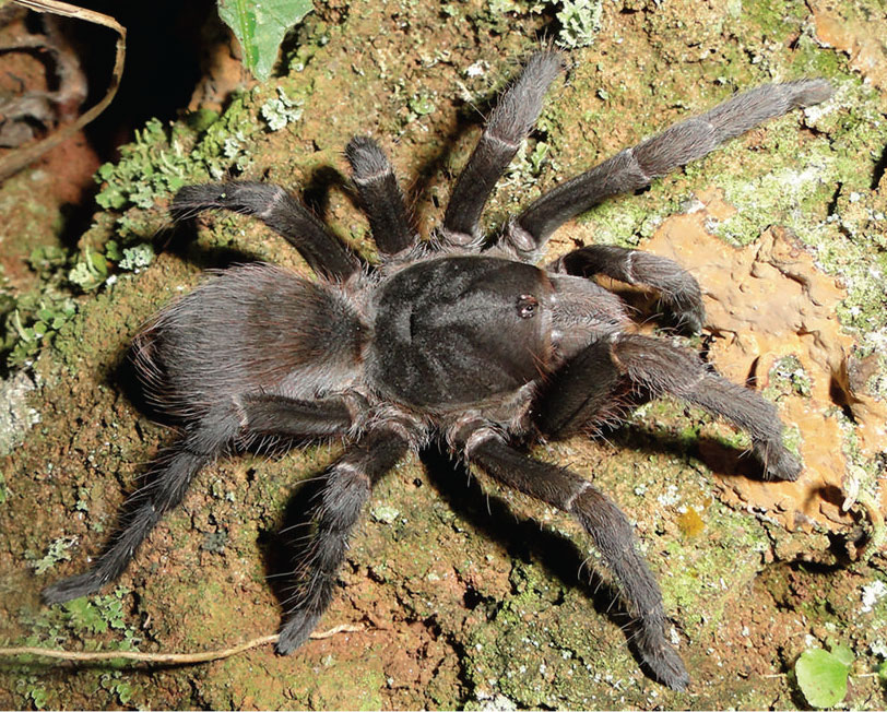 Acanthoscurria gomesiana