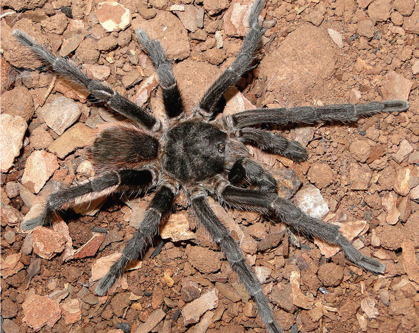 Male