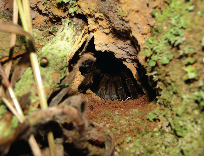 Burrow