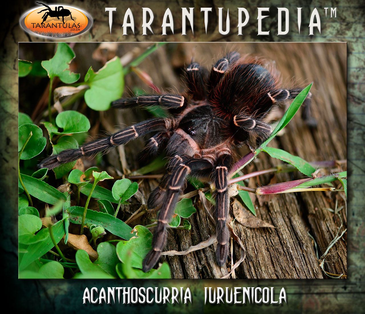 Acanthoscurria juruenicola