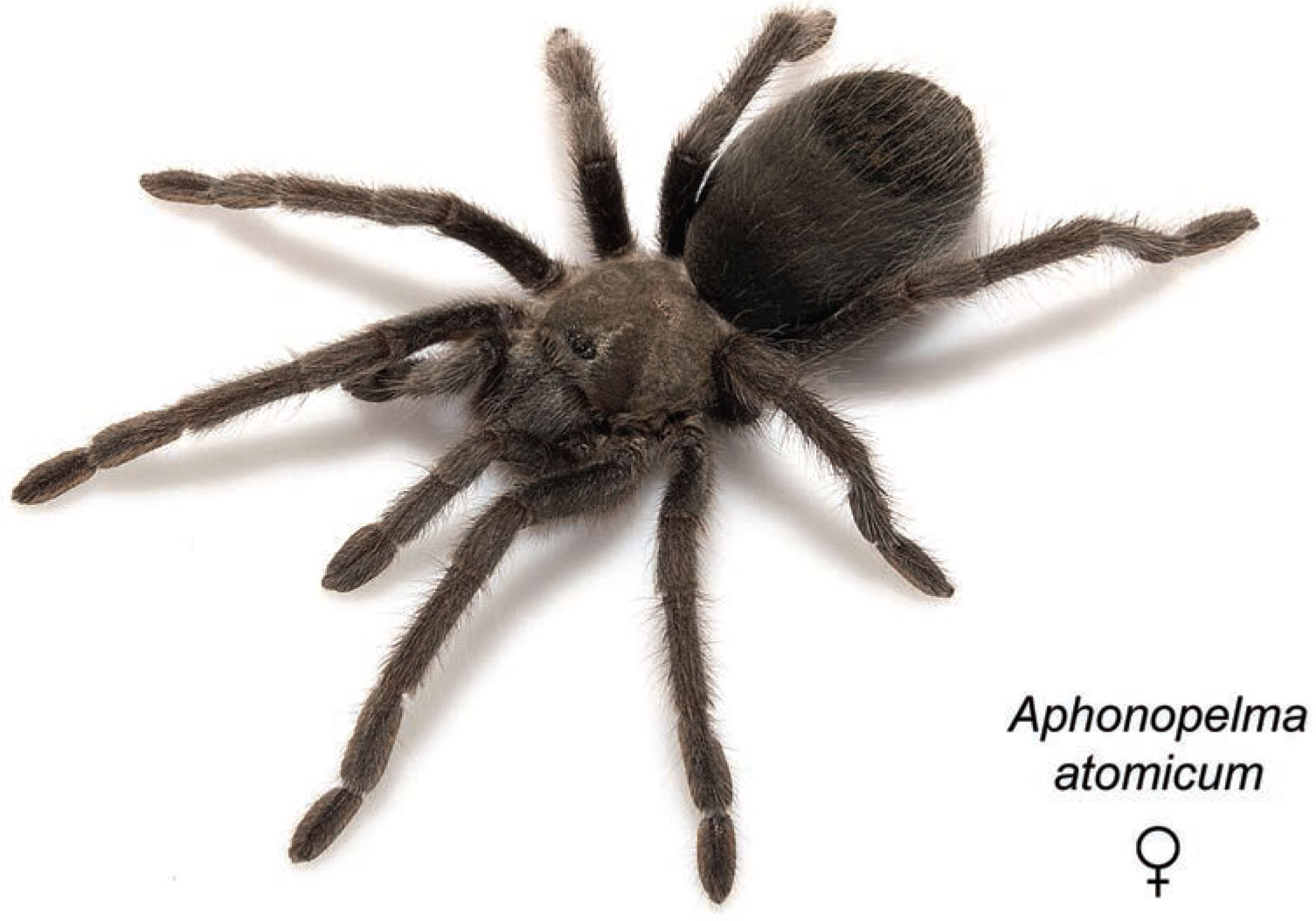 Aphonopelma atomicum