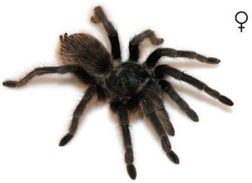 Aphonopelma catalina