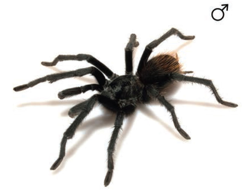 Male