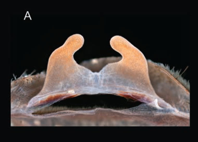 Spermathecae
