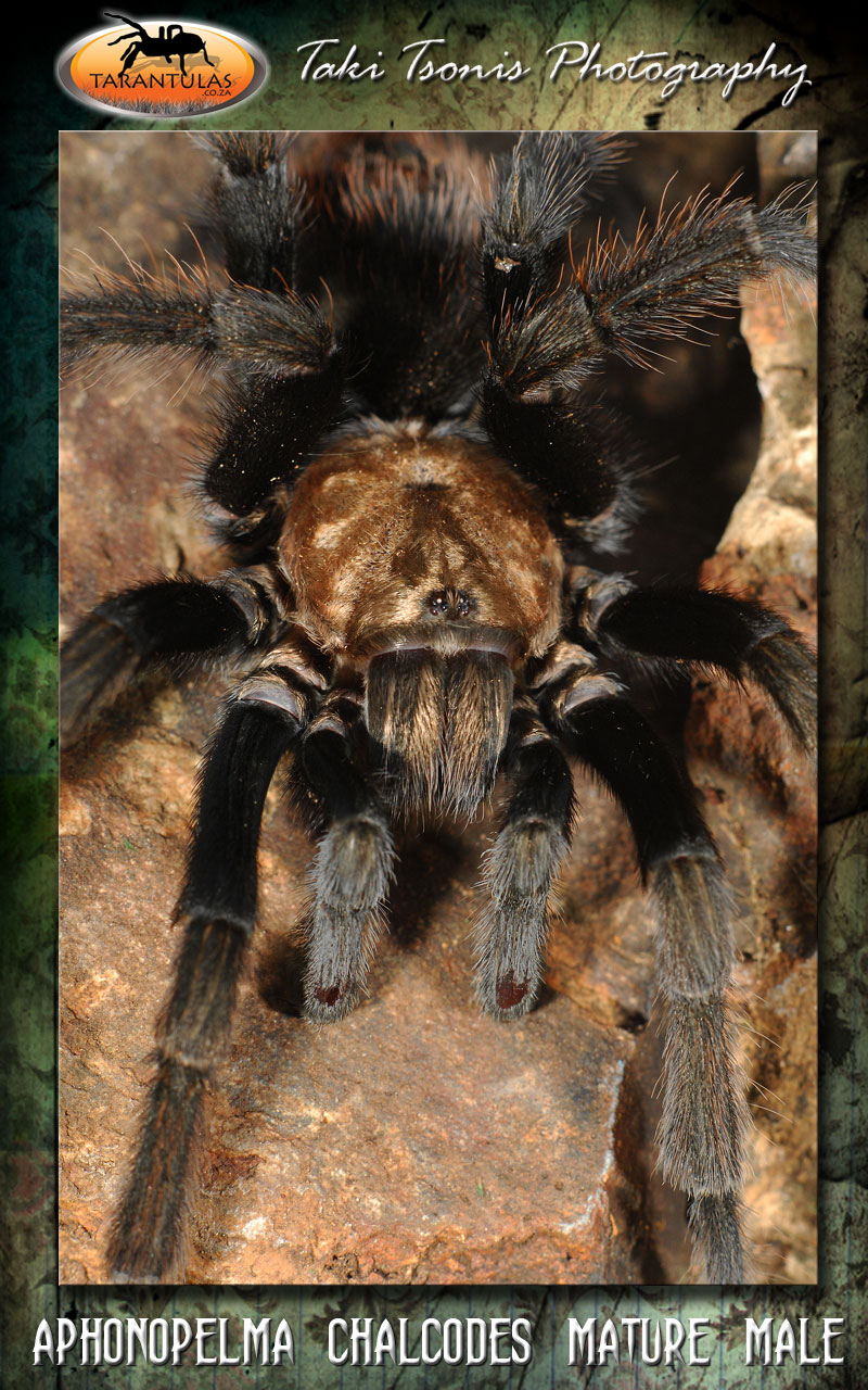 Male