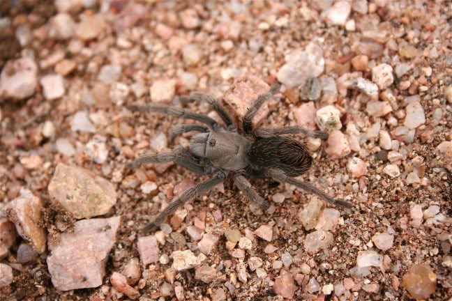 Aphonopelma paloma