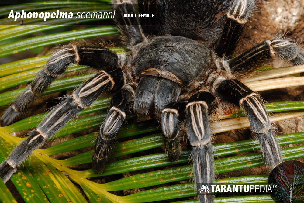 Aphonopelma seemanni