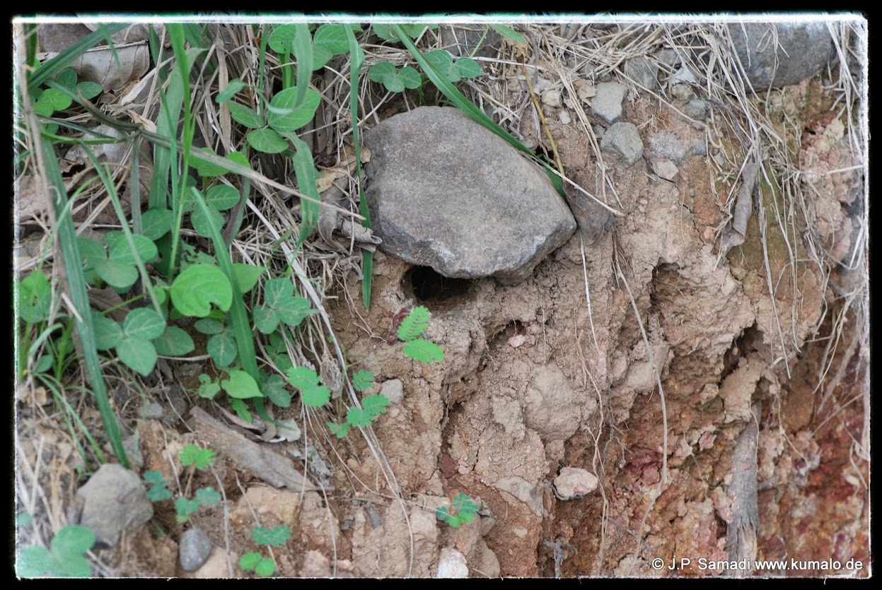 Burrow