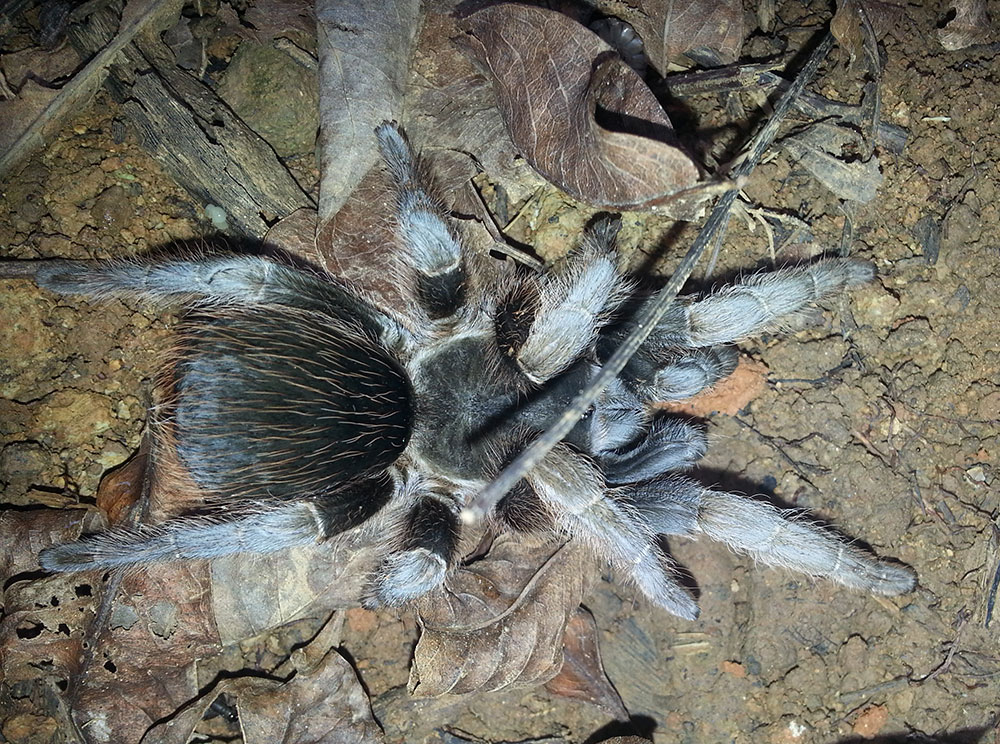 Aphonopelma belindae