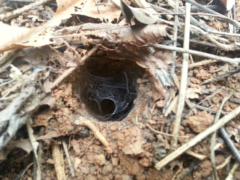 Burrow