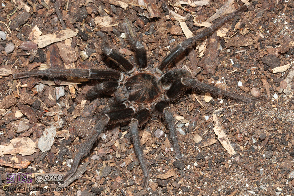 Male