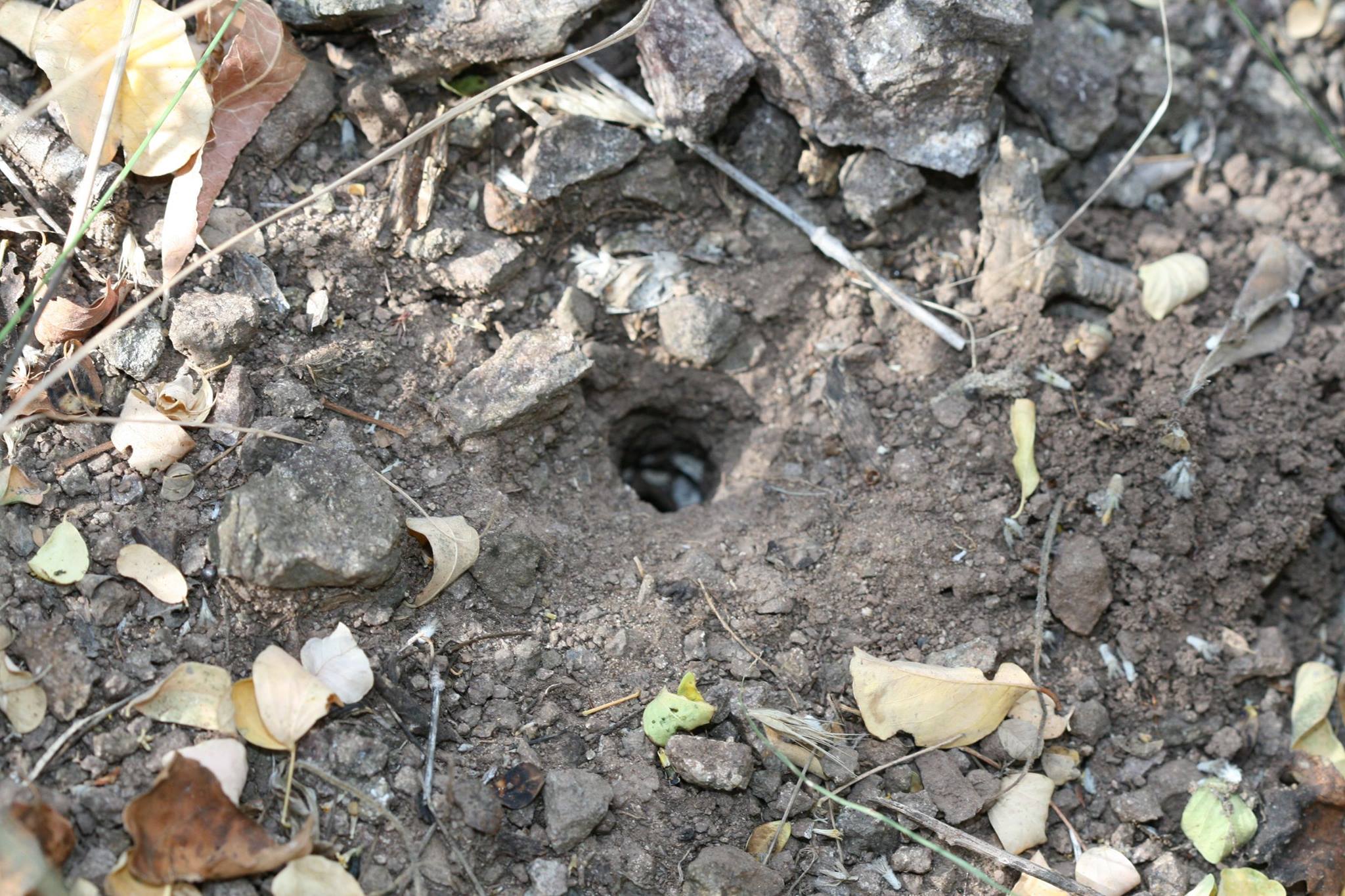 Burrow