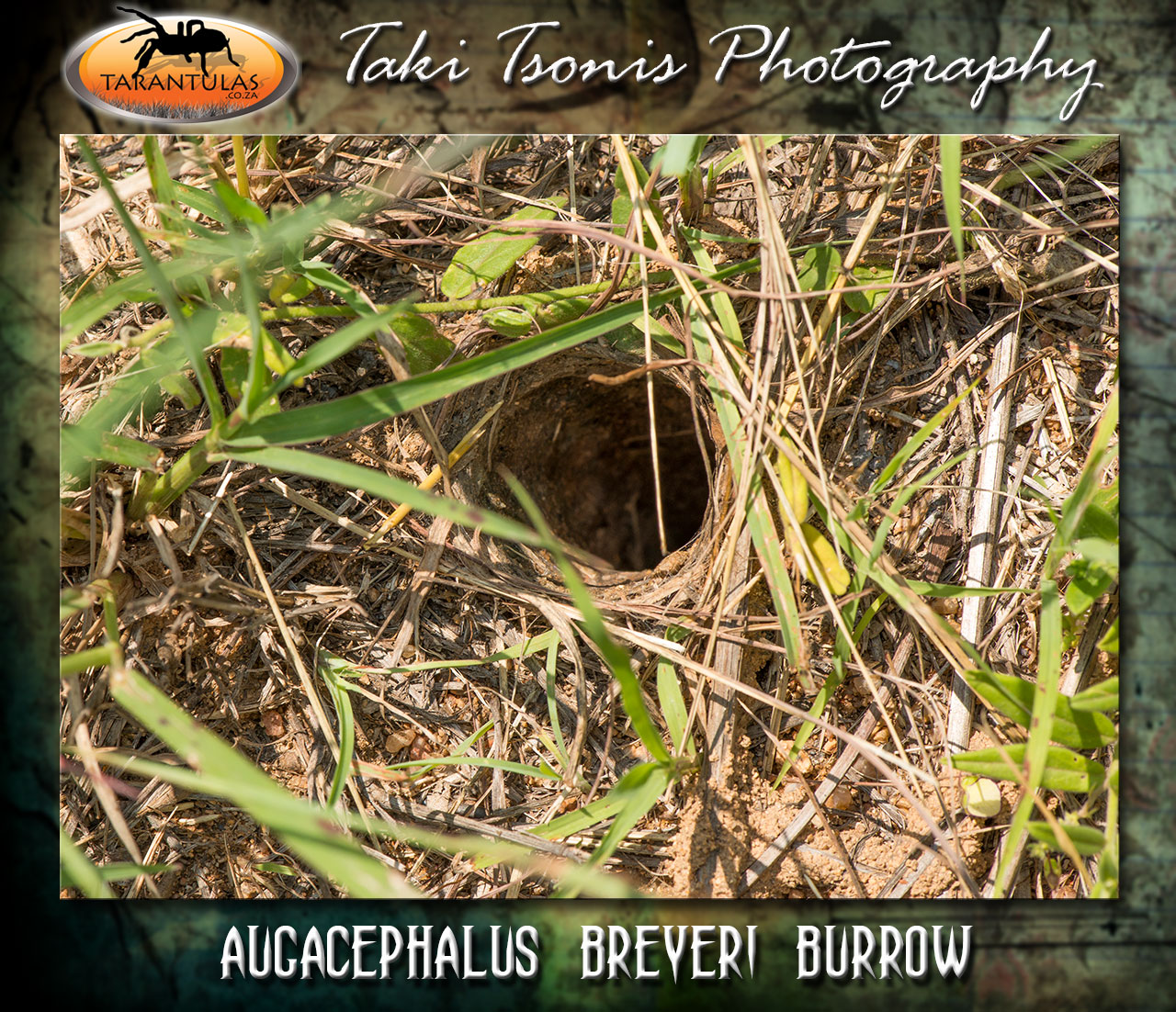 Burrow