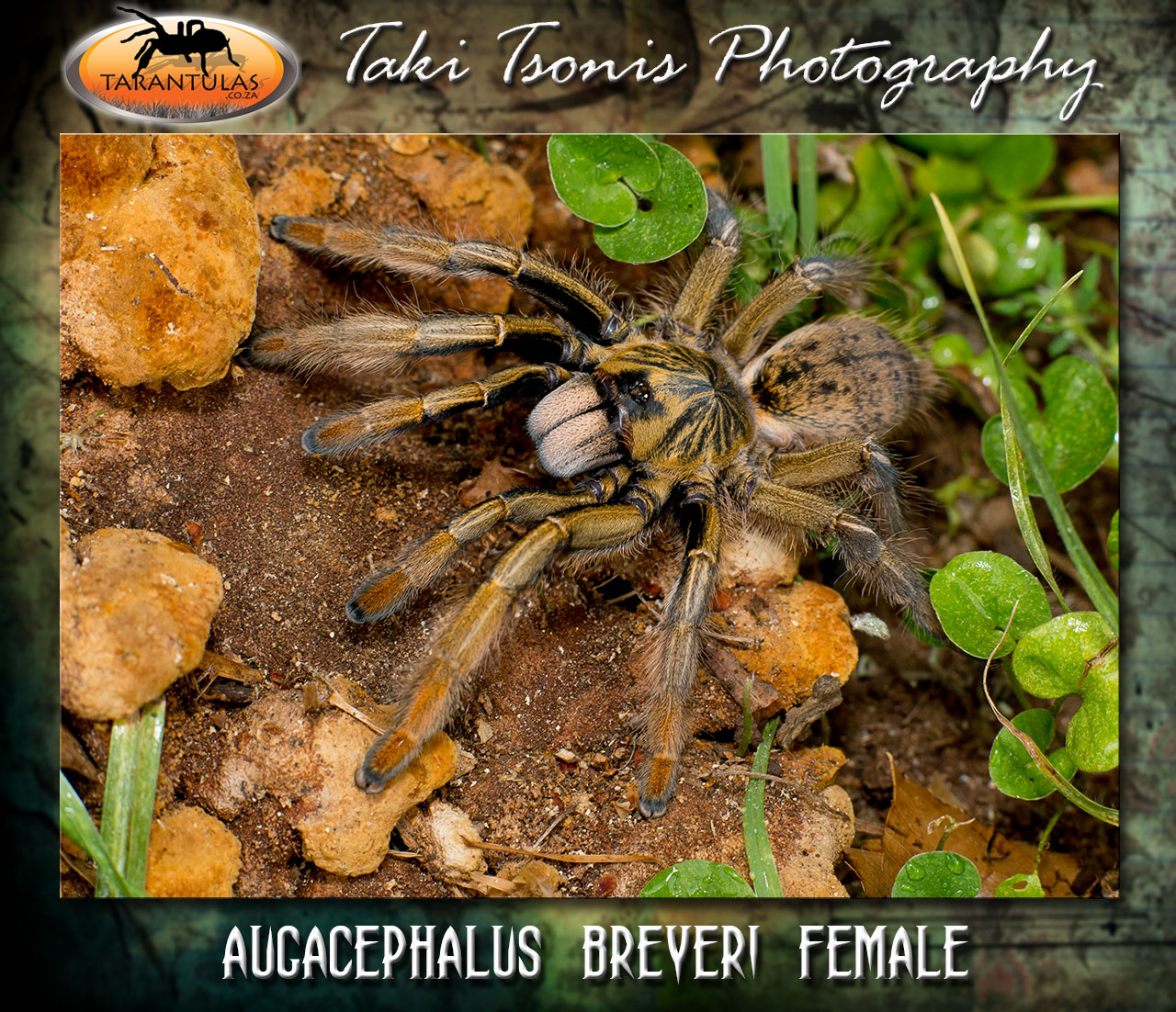Female