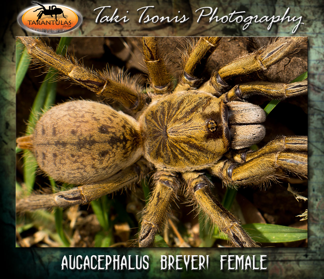 Augacephalus breyeri