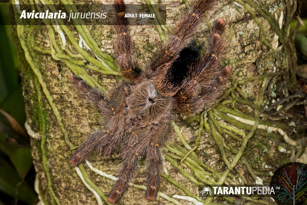 Avicularia juruensis