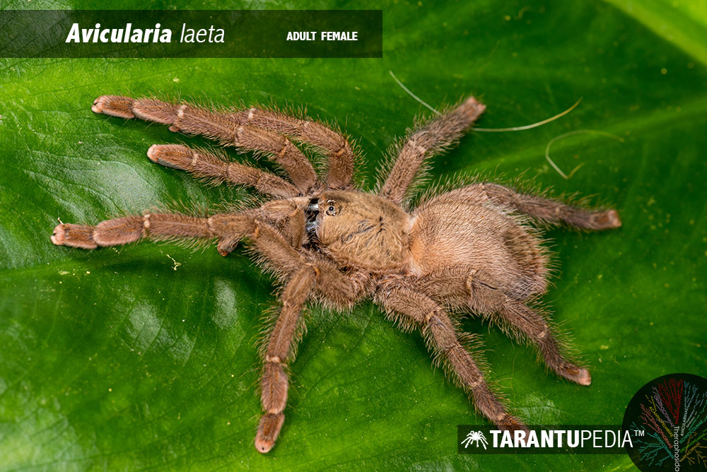 Caribena laeta