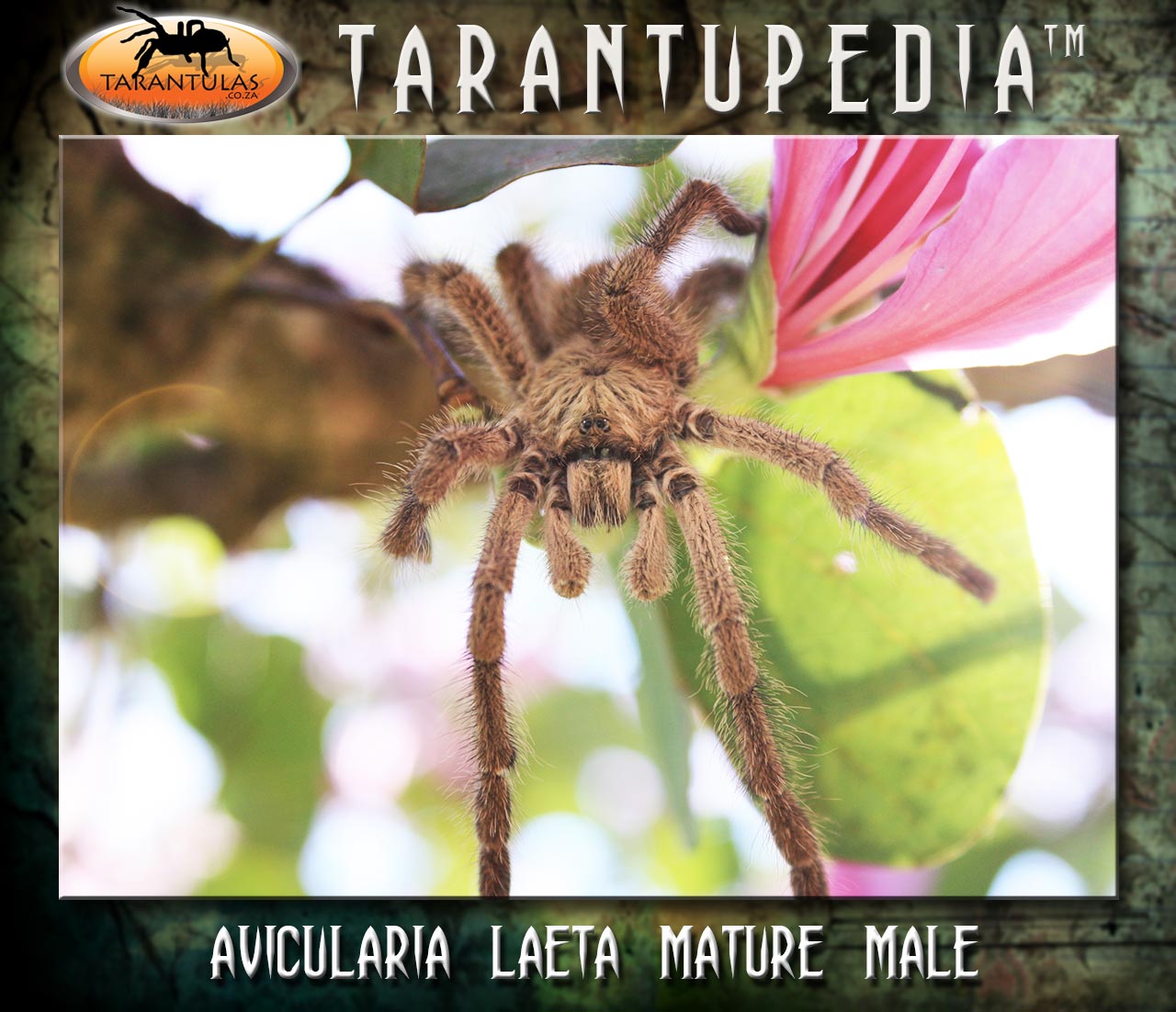 Male