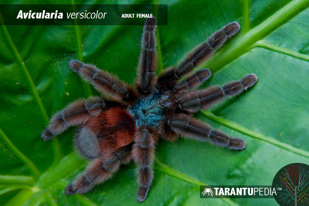 Caribena versicolor