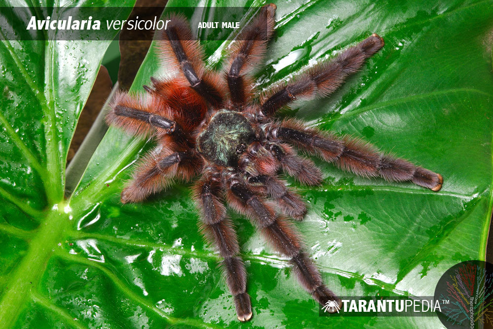 Male