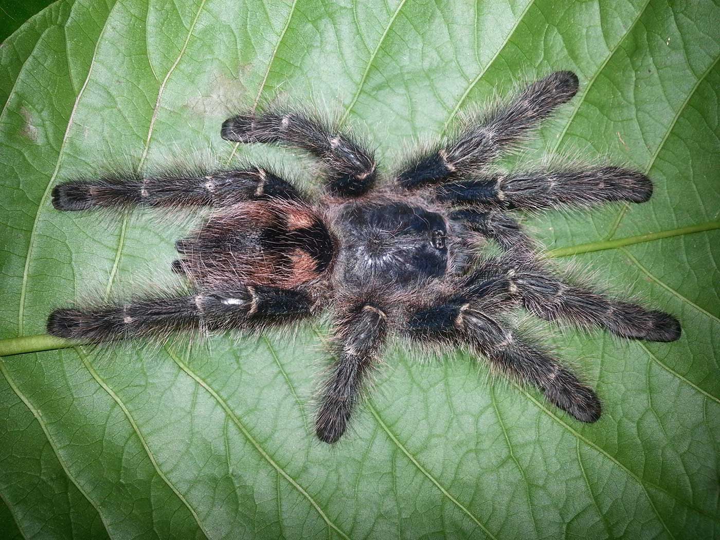 Avicularia taunayi