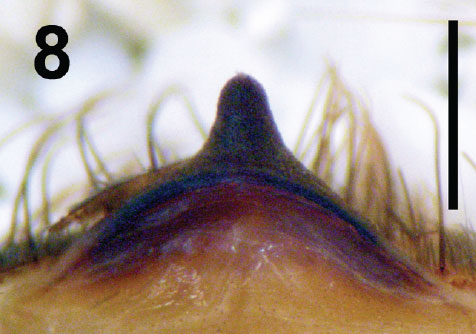 Spermathecae