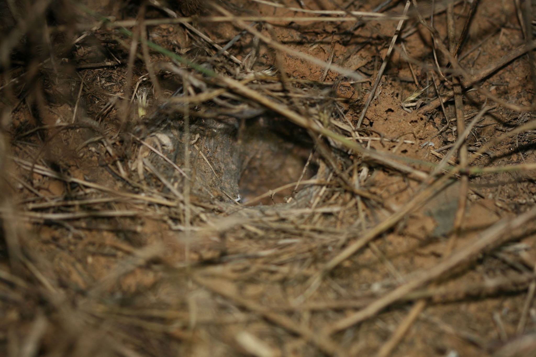 Burrow