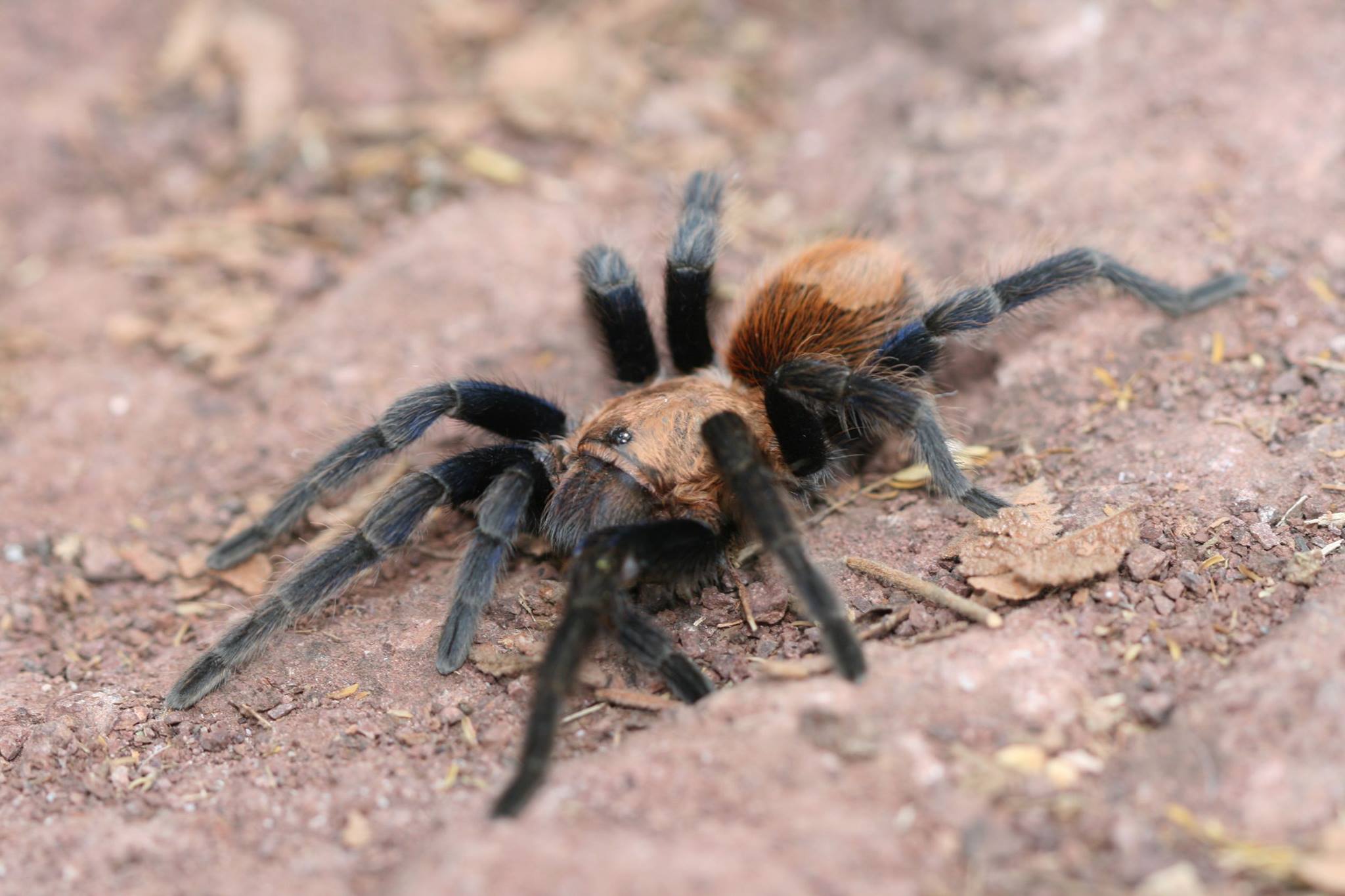 Bonnetina tanzeri 