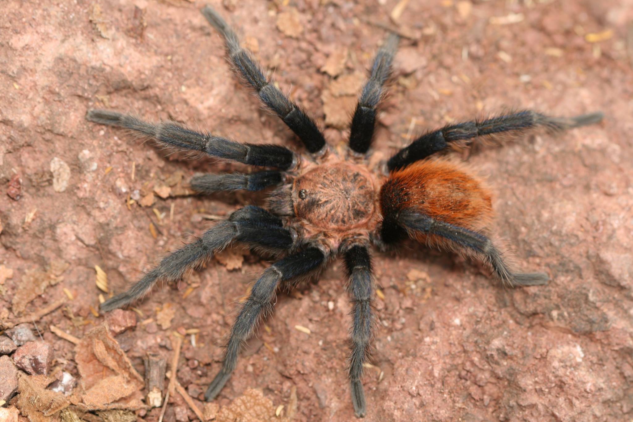 Male