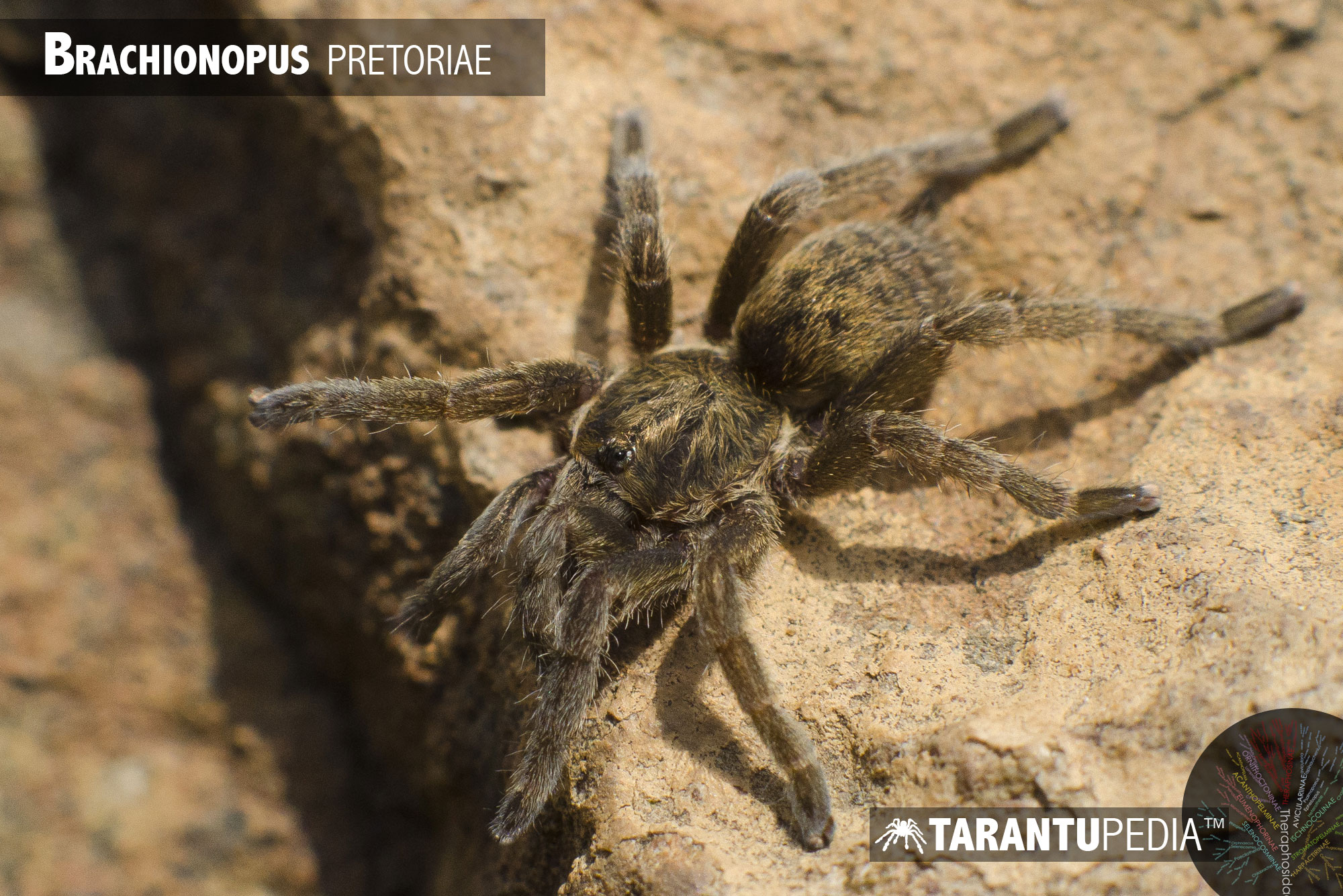 Brachionopus pretoriae