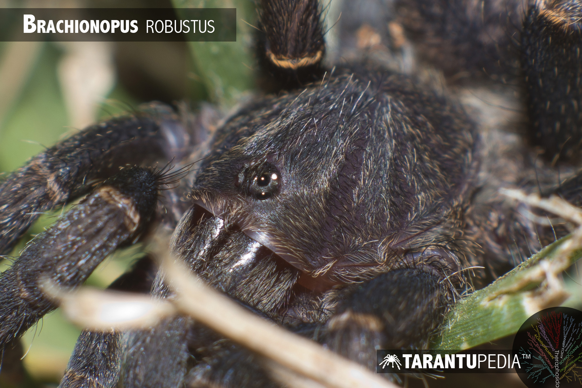 Brachionopus robustus