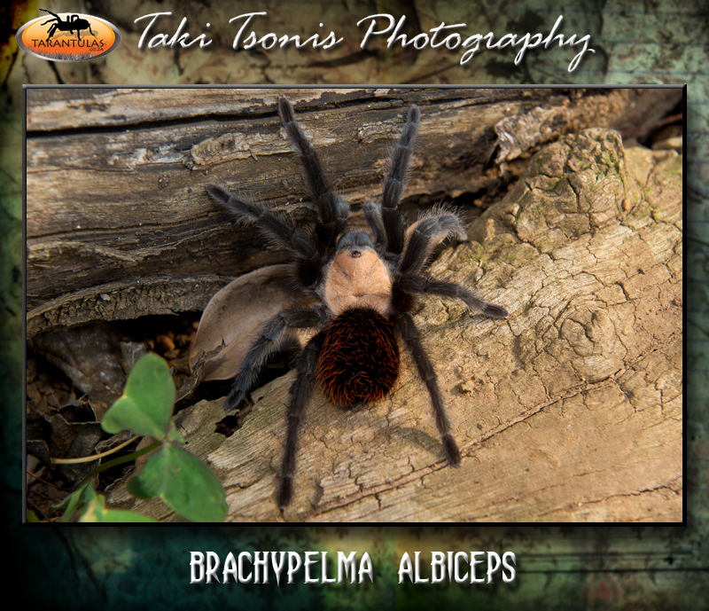 Brachypelma albiceps
