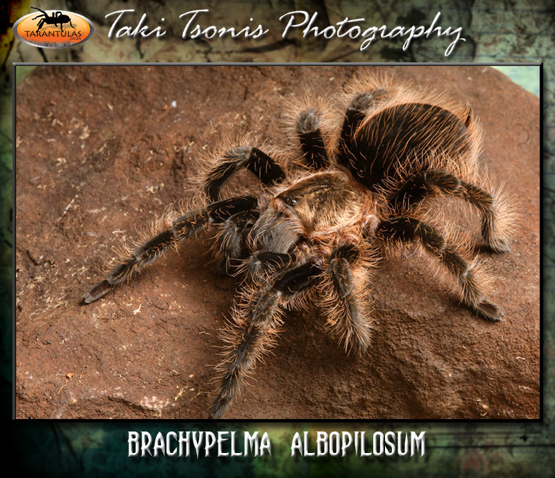 Tliltocatl albopilosus