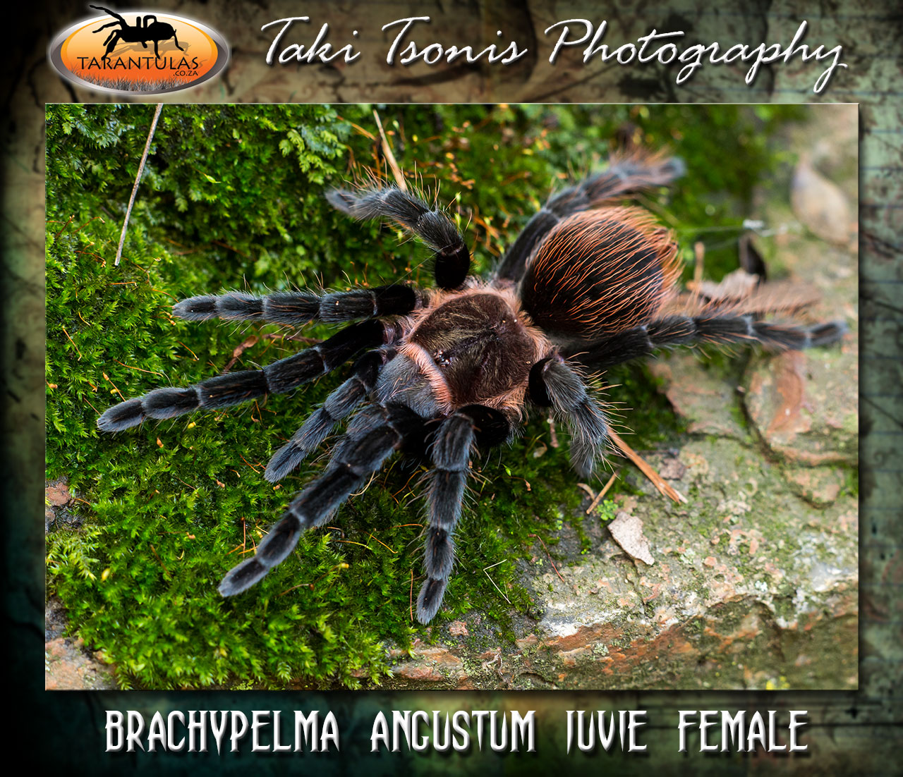 Sericopelma angustum